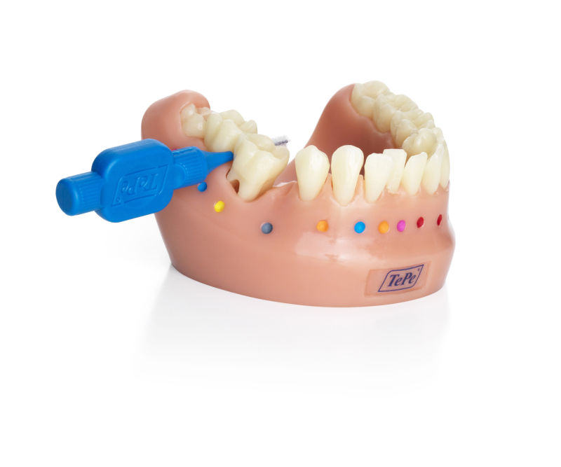 tepe_dentalmodel_1